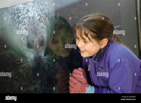 Seals show off painting skills through new experience available at New England Aquarium