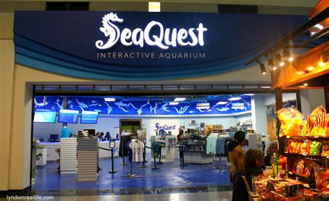Seaquest las vegas photos. SeaQuest 369 reviews #48 of 747 things to do in Las Vegas Aquariums Closed now 11:00 - 19:00 Write a review About Immerse yourself in a world of discovery as … 