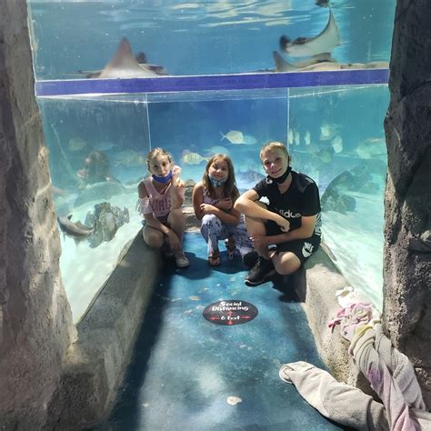 Seaquest roseville photos. Dec 29, 2023 · 68 Reviews. #3 of 28 things to do in Roseville. Zoos & Aquariums, Nature & Parks, Outdoor Activities. 1595 Highway 36 W, Roseville, MN 55113-4094. 