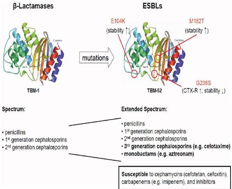 Search Page 1/6: Extended spectrum beta-lactamase