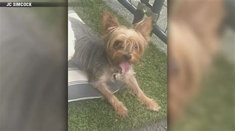 Search continues after small dog snatched from yard in Dorchester