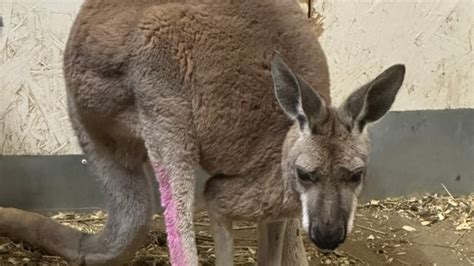 Search continues for escaped kangaroo last seen in Oshawa