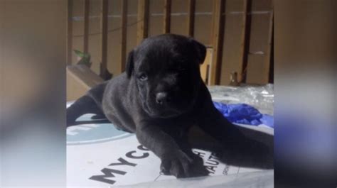 Search continues for stolen Porsche, puppy in North York carjacking