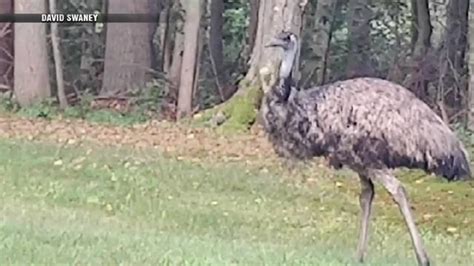 Search for ‘elusive’ emu in Lakeville continues into third day