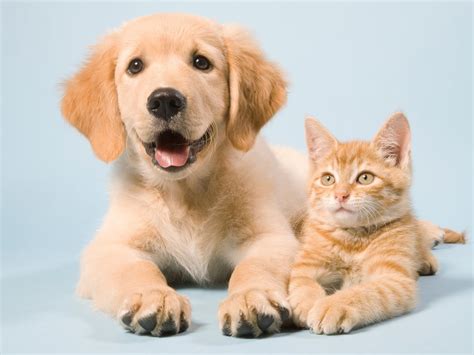 Search for a pet. Things To Know About Search for a pet. 
