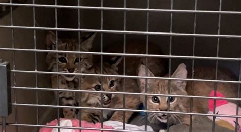 Search still underway for 5th orphaned bobcat in Louisville