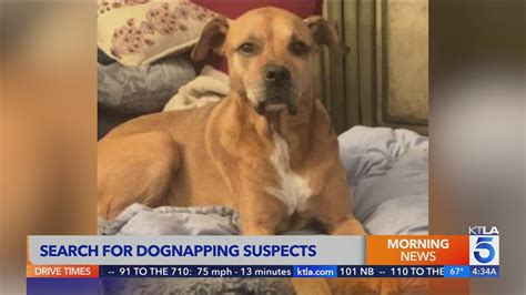 Search underway for suspects who forcibly stole dog from woman in North Hollywood 