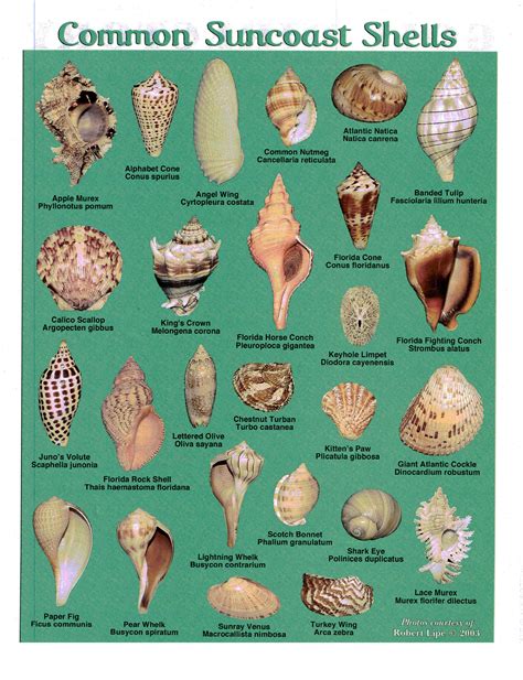 Seashells of cape canaveral florida identification guide mounting kit beach. - Pioneer eclipse speed pro parts manual.