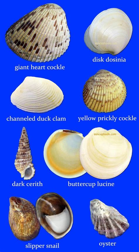 Seashells of long island a guide to their identification and. - Elder scrolls online in depth guide.