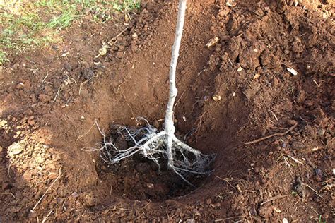 Seasol - Winter is the perfect time to plant bare-rooted ... - Facebook