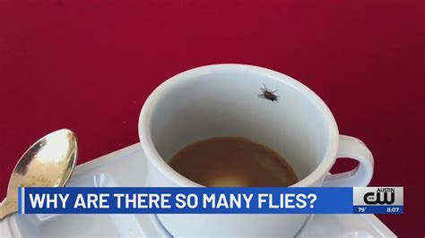 Season of flies: Why the heat helps them replicate