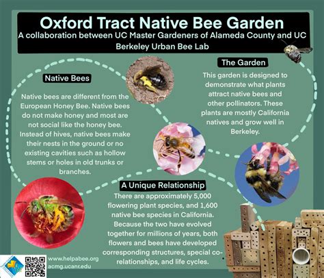 Seasonal Bee Gardening - UC Berkeley Urban Bee Lab