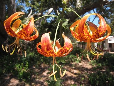 Seasonal color - July - Humboldt