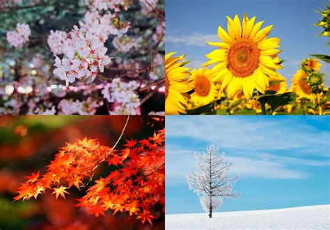 Seasons of japan. Learn about the four seasons in Japan, their characteristics, climates, and microseasons in the old Japanese calendar. Find out when the best time to travel … 
