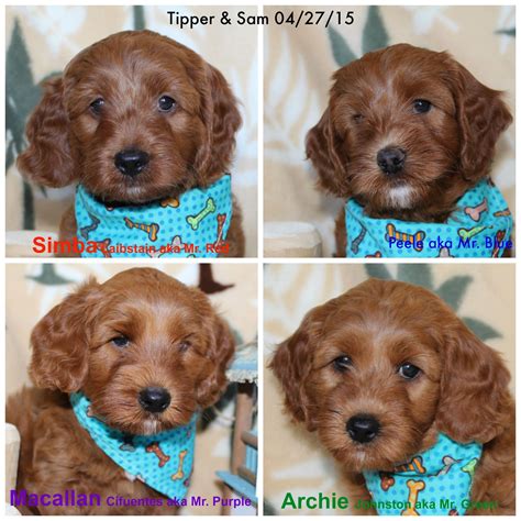 Find a Australian Labradoodle puppy from rep