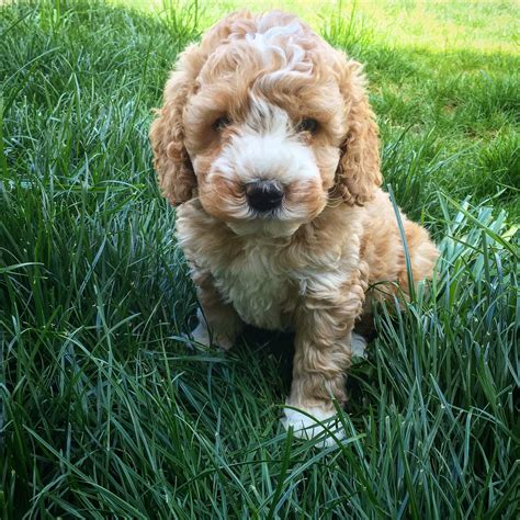 Seattle Goldendoodle Puppies
