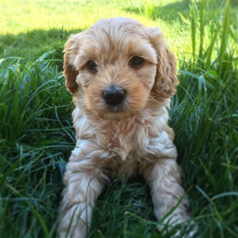 Seattle Labradoodle Puppies
