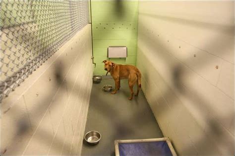 Seattle king county animal shelter. Things To Know About Seattle king county animal shelter. 