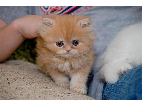 Seattle kittens craigslist. seattle pets "scottish kittens" - craigslist. list. relevance. 1 - 18 of 18. Scottish fold Persian kittens · Pacific · 5/2 pic. hide. Scottish Fold & Straight Kittens · Buckley · 4/30 pic. hide. Scottish Kitten · Pasco · 4/24 pic. 