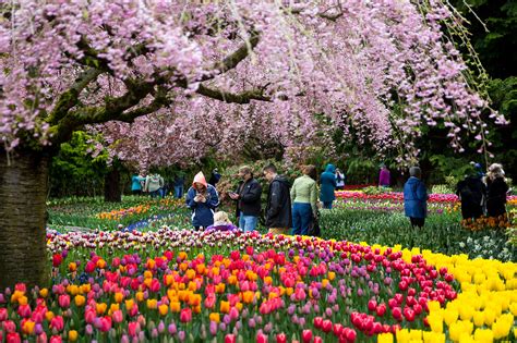 Seattle tulip festival. Come visit the magnificent tulips fields in bloom in Skagit Valley, WA. Blooming annually in April, the fields are just over an hour north of Seattle. 