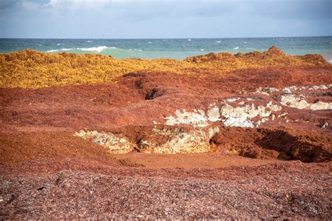 Seaweed bloom reaches record size: 'Major beaching events are inevitable'
