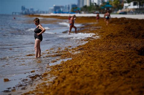 Seaweed mixing with plastics could provide fertile ground for flesh-eating bacteria, research shows