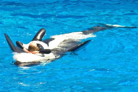 Seaworld attack video dawn. 12M views 14 years ago. A family from New Hampshire visiting SeaWorld Orlando shoots a home video seconds before trainer Dawn Brancheau is killed in an attack by a killer whale named... 