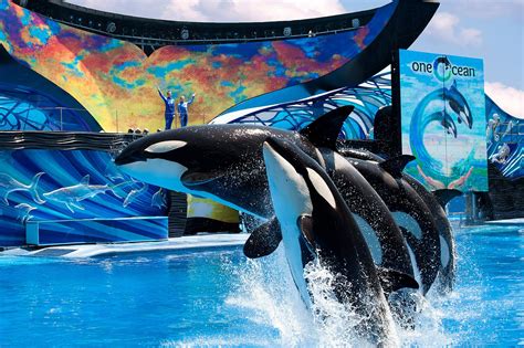 Seaworld killer whale. Orkid (pronounced OR-kuhd) is a 35-year-old female hybrid killer whale who currently lives at SeaWorld San Diego. She was born there tail-first on September 23rd, 1988, at 5:25 PM PDT. Her mother is Kandu V, an Icelandic killer whale, and her father is Orky II, a Northern resident killer whale, making Orkid 50% Icelandic and 50% Northern resident. She is … 