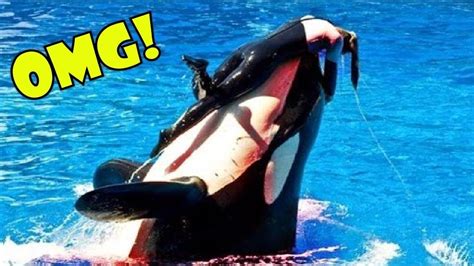 The smallest killer whale ecotype is the Antarctic type C killer whales in which adult females average 5.2 m (17 ft.) and adult males average 5.6 m (18 ft.) in length and can reach a maximum of 6.1 m (20 ft.). At SeaWorld, average size for adult males is 6.6 m (21.7 ft.) Two of the largest adult male killer whales at SeaWorld weigh 4,340 kg ...