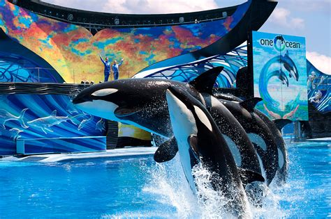 Seaworld orlando photos. Orca Encounter. A Killer Whale Experience. See killer whales in an inspiring presentation featuring the ocean’s most powerful predator. Killer whales are the perfect ambassadors for the ocean. Limitless, powerful, connected…but still vulnerable. SeaWorld invites you to connect in an inspiring way with the ocean’s … 