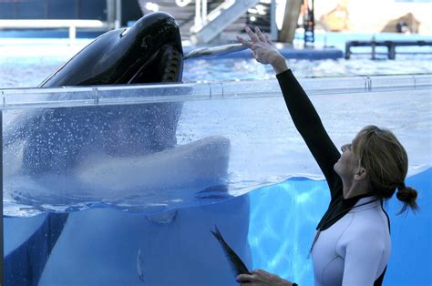 Apr 11, 2014 · On Feb. 24, 2010, SeaWorld trainer Dawn Brancheau was interacting with Tilikum, a killer whale, before a live audience in a pool at Shamu Stadium in Orlando when Tilikum grabbed her and pulled her ... . 