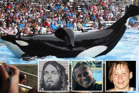 Seaworld trainer killed 2022. A SeaWorld Orlando trainer went to the hospital after being injured by an orca last year, according to a document from OSHA. The document says that on June 13, 2022, at 1:30 p.m., a trainer was ... 