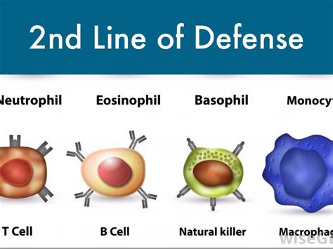 Second Line of Defence - The Immune System