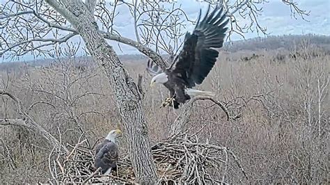 Second bald eaglet falls to the ground from Dulles Greenway nest