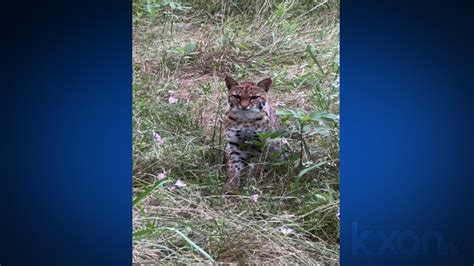 Second bobcat sighting reported in Kyle neighborhood this spring