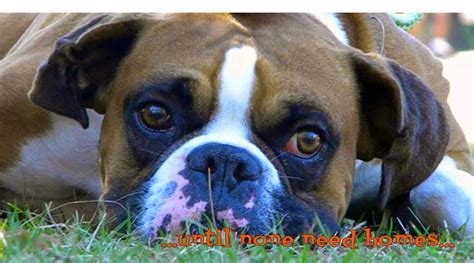 Learn more about Second Chance Boxer Rescue - NY in Hambur