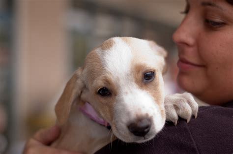 Second chance dog rescue. Things To Know About Second chance dog rescue. 