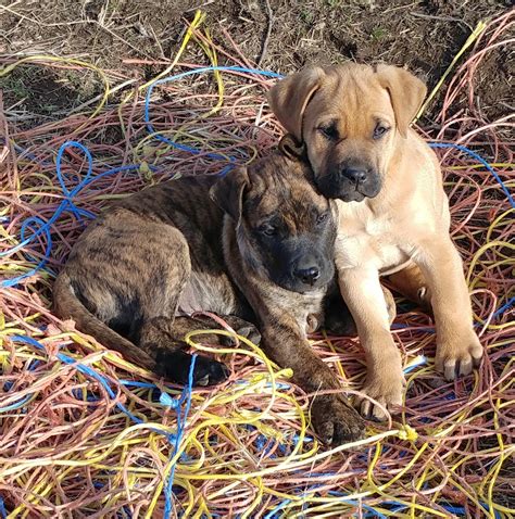 When you buy or adopt a puppy you need to take care of them until they are matured enough and start understanding the things which are not only for the Cane Corso dog breed but the same with any other dog breeds also. The price for a Cane Corso puppy in India then starts from Rs.60,000-Rs.68,000 for males and females..