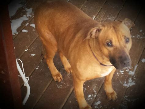 Second chance pitbull rescue nc. .  <a href=https://helpme.approad.hu/assets/images/...