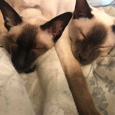 Second Hand Siamese Oakwood, GA view our pets secondhandsi