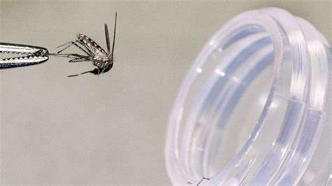 Second positive West Nile virus mosquito trap sample reported in Williamson Co.