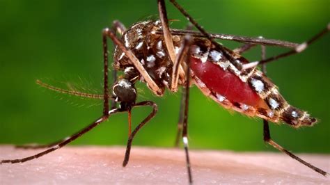 Second-ever case of local dengue fever reported in Southern California