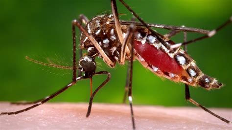 Second-ever case of local dengue virus reported in Southern California
