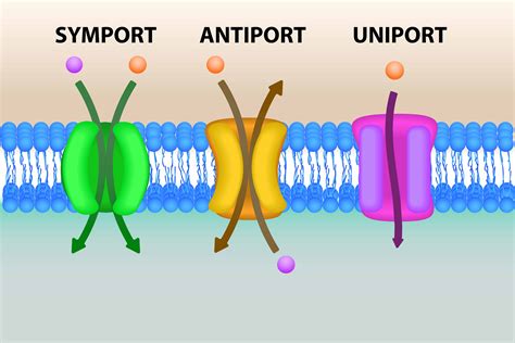 Secondary active transport. Active transport may be primary or secondary.A primary active transport is one that uses chemical energy in the form of ATP whereas a secondary active transport uses potential energy often from an electrochemical potential difference. In primary active transport, there is a direct coupling of energy such as ATP. Substances moved in … 