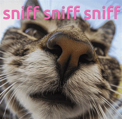 Secretly Sniff Onlyfans Leak
