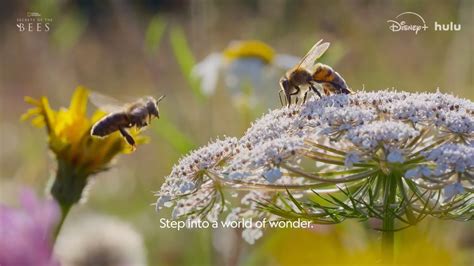 Secrets of the bees documentary.  March 31 (8 pm).  Information post Nation...