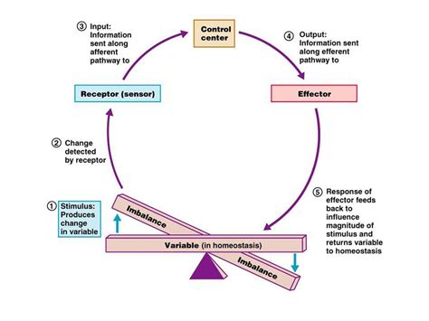 Section mechanisms of homeostasis 28 2 study guide. - Vieux manoirs et gentilshommes du penthièvre.