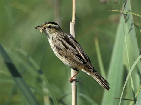 Sedge Warbler Bird Facts (Acrocephalus …