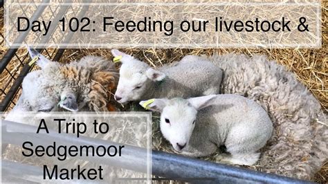 Sedgemoor Livestock Market report for Saturday, December 12