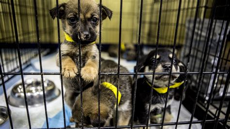 Sedgwick county humane society. Things To Know About Sedgwick county humane society. 